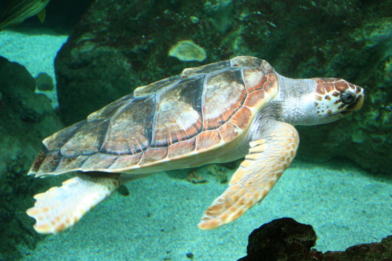 Caretta_caretta_wikipedia