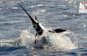 marlin bianco
