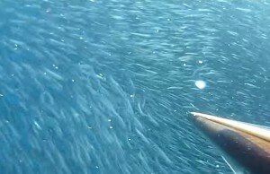 Dentro la Bait Ball